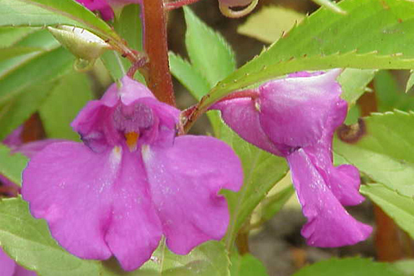 鳳仙花